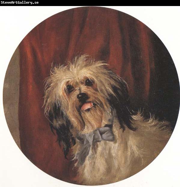 Percy Gray The Artist's Dog (mk42)